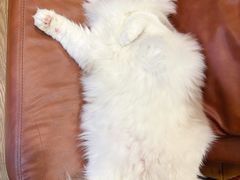 -MOCHA明星猫咖(田子坊店)