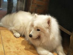 -more than meow吴止猫主题餐厅(承德 中船汇店)