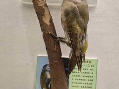 -下渚湖国家湿地公园科普馆