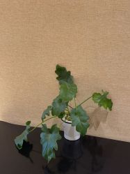 -新地崔劲松医疗美容