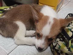 -宠颐生中康贝怡动物医院