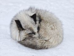 -宫城藏王狐狸村