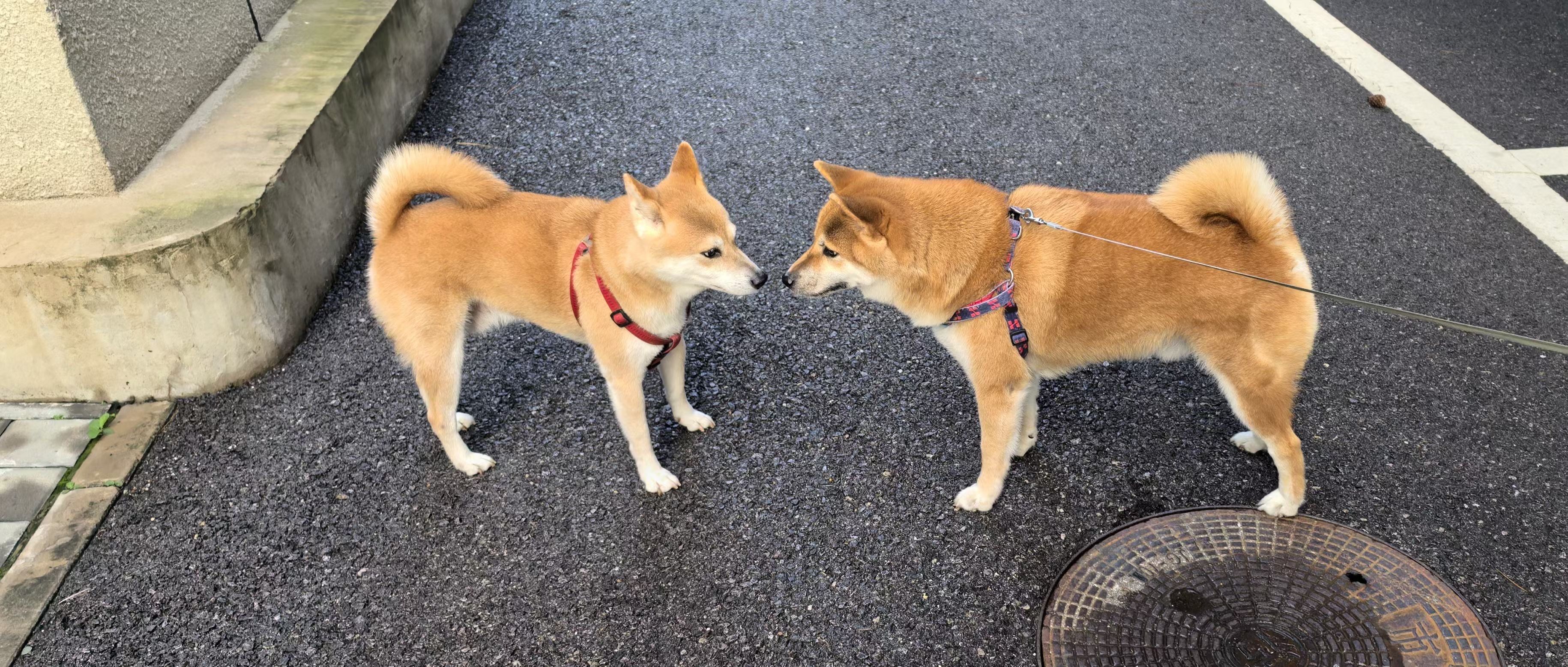 狗狗之间的纯友谊❗️见面亲亲嘴,闻闻屁股❗️