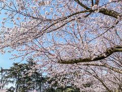 -武汉大学-樱园