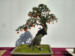 -重庆市江北嘴中央商务区中央公园