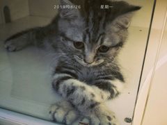 -宝鸡东道花鸟鱼虫市场(吉利花园商场店)