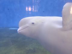 -泉城欧乐堡海洋极地世界