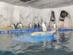 -太平洋海底世界