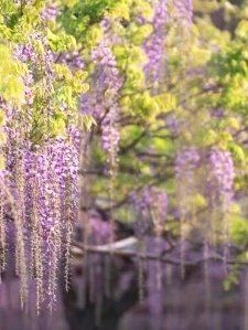 -嘉定紫藤园