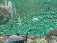 -上海海洋水族馆