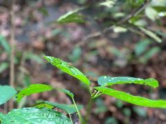 -武吉知马自然保护区