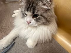-柴迷FANS CLUB·柴犬狗咖·猫咖