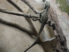 -上海大自然野生昆虫馆