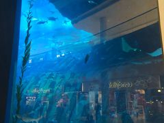 -迪拜水族馆及水下动物园