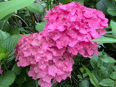 -鹅湖玫瑰文化园