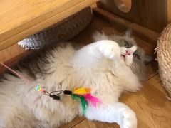 -猫にゃん · 猫的隐藏屋猫咖(麦地旗舰店)