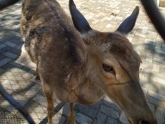 -长白岛森林公园