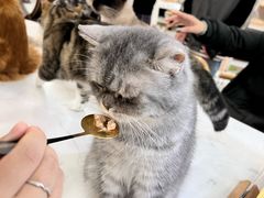 -喵园·猫主题咖啡厅·撸猫·猫咖(国贸店)