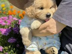 -逗柴町空中花园·雪橇三傻·柴犬柯基狗咖·猫咖·爬宠