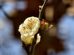 -vivo官方授权体验店(朝阳合生汇店)