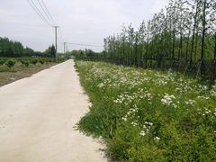 -上海长兴岛郊野公园