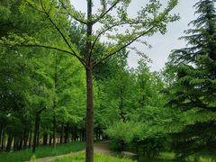 -大望京公园