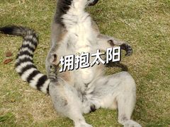 -上海野生动物园