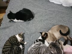 -小叮当动物医院·骨科·眼科