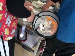 -宠福鑫康馨动物医院·骨科·眼科