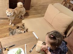 -柴务处·柴犬主题狗咖