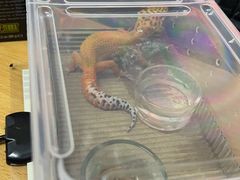 -酷以爬仙阁实体爬宠店·守宫·蜥蜴·专业繁育