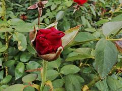 -亚龙湾国际玫瑰谷