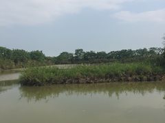 -大湾区中央湿地公园