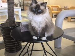 -藏猫猫咖啡主题馆(中央大道店)