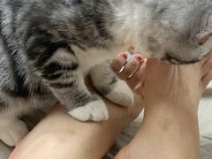 -lincat·猫舍(广州店)