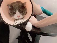 -袖虎·猫馆(体育西路店)
