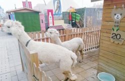 -萌宠亲子动物乐园(槐房万达店)