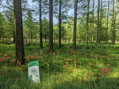 -黄海国家森林公园