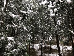 -北京西山国家森林公园