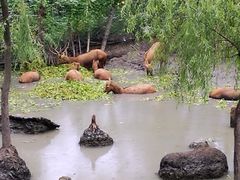 -溱湖国家湿地公园