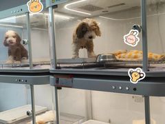 -翊宠yipet猫狗购宠庄园犬舍•猫舍