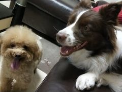 -爱诺耐芙动物医院(万博店)