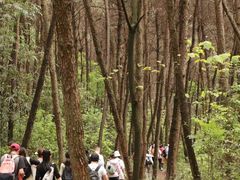 -铁山坪森林公园