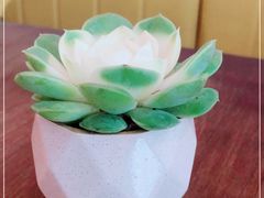 -Mesa Madre梅萨妈妈·Bintana(国贸店)