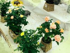 -秦美花卉(天朗·莱茵小城2期店)