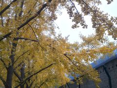 -三里屯东五街银杏大道