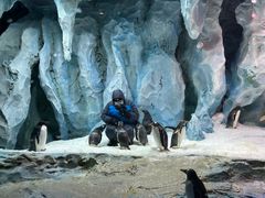 -帝企鹅自助餐厅•儿童岛•真企鹅(长隆企鹅酒店)