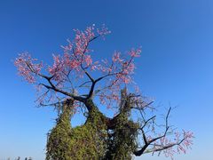 -普者黑风景区-青龙山