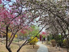 -桃花堤公园