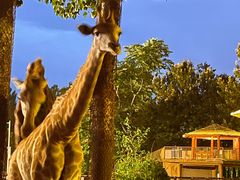 -大连森林动物园